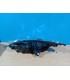 CX FARO DCH PEUGEOT 307 05-07 R017642C1