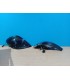 CX PILOTOS PARA MERCEDES SLK R171. LED FONDO CROMO AHUMADO R145692C1