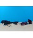 AZ PILOTOS FORD FOCUS MK4 18-21 LED DINAMICO ROJO AHUMADO R012294C1