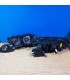DW FAROS BMW E46 BERLINA 98-01 OJOS ANGEL FONDO NEGRO R145469C1