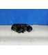 FE FARO DCH VOLKSWAGEN VW PASSAT B5 00-05 R015355C1